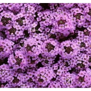 Green River Seeds 25 Sweet Alyssum Lilac Seeds - Tiny Colorful Flowers for Spring and Fall Gardening, Ideal for Hanging Baskets and Pathways