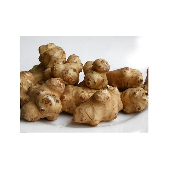 25 Live Jerusalem Artichoke Tubers Sunchokes by CintBllTer Sunchoke