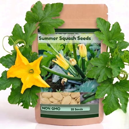 25+Long Dark Green Zucchini Seeds for Planting (Cucurbita pepo) – Summer Squash Vegetable Seeds, High Germination, Fast Growing Warm Season Garden Seeds for Home Gardens, Raised Beds & Containers