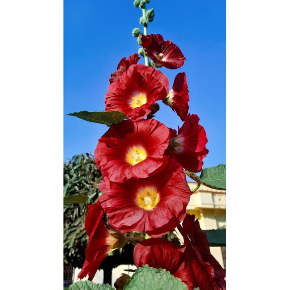 25 MAROON RED HOLLYHOCK Alcea Rosea Flower Seeds Perennial