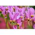 thumbnail image 1 of 25 MIDLAND SHOOTING STAR (Flamingo Flower / Birds Bills / Prairie Pointer) Dodecatheon Meadia Flower Seeds, 1 of 10