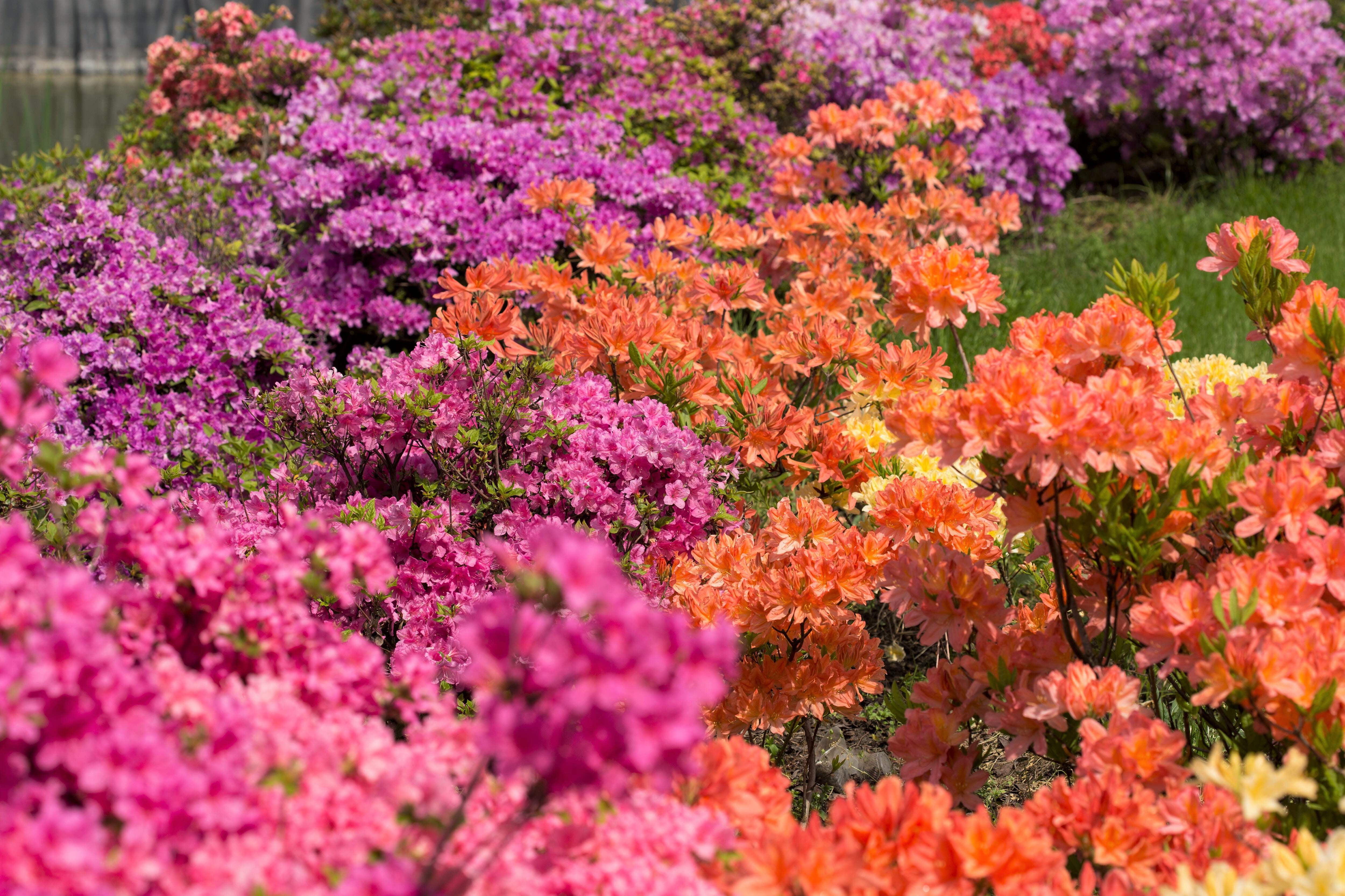 Mixed Colors Azalea Rhododendron spp. Red, Pink, Purple, White Flower ...