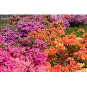 25 MIXED COLORS AZALEA Rhododendron spp. Red, Pink, Purple, White Flower Shade Bush Shrub Seeds