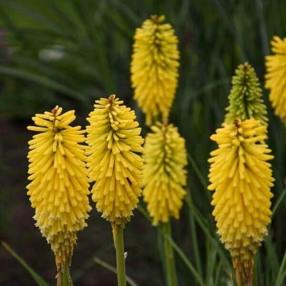 25 Malibu Madness Torch Lily Hot Poker Flower Seeds