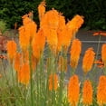 thumbnail image 1 of 25 Mango Popscicl Torch Lily Hot Poker Flower Seeds Perennial Seed 822 US SELLER, 1 of 24
