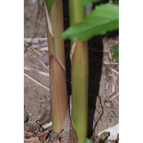 50 Meyer Bamboo Seeds Privacy Plant Garden Shade Exotic Screen 1260 US SELLER