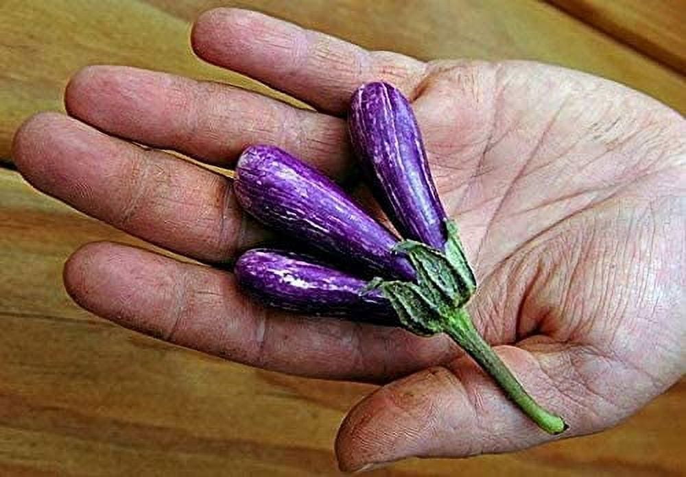 25 Mini Eggplant Seeds Little Fingers Eggplant, Asian Heirloom, Non
