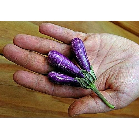 CZ Grain 25 Mini Eggplant Plant Seeds, Non-GMO