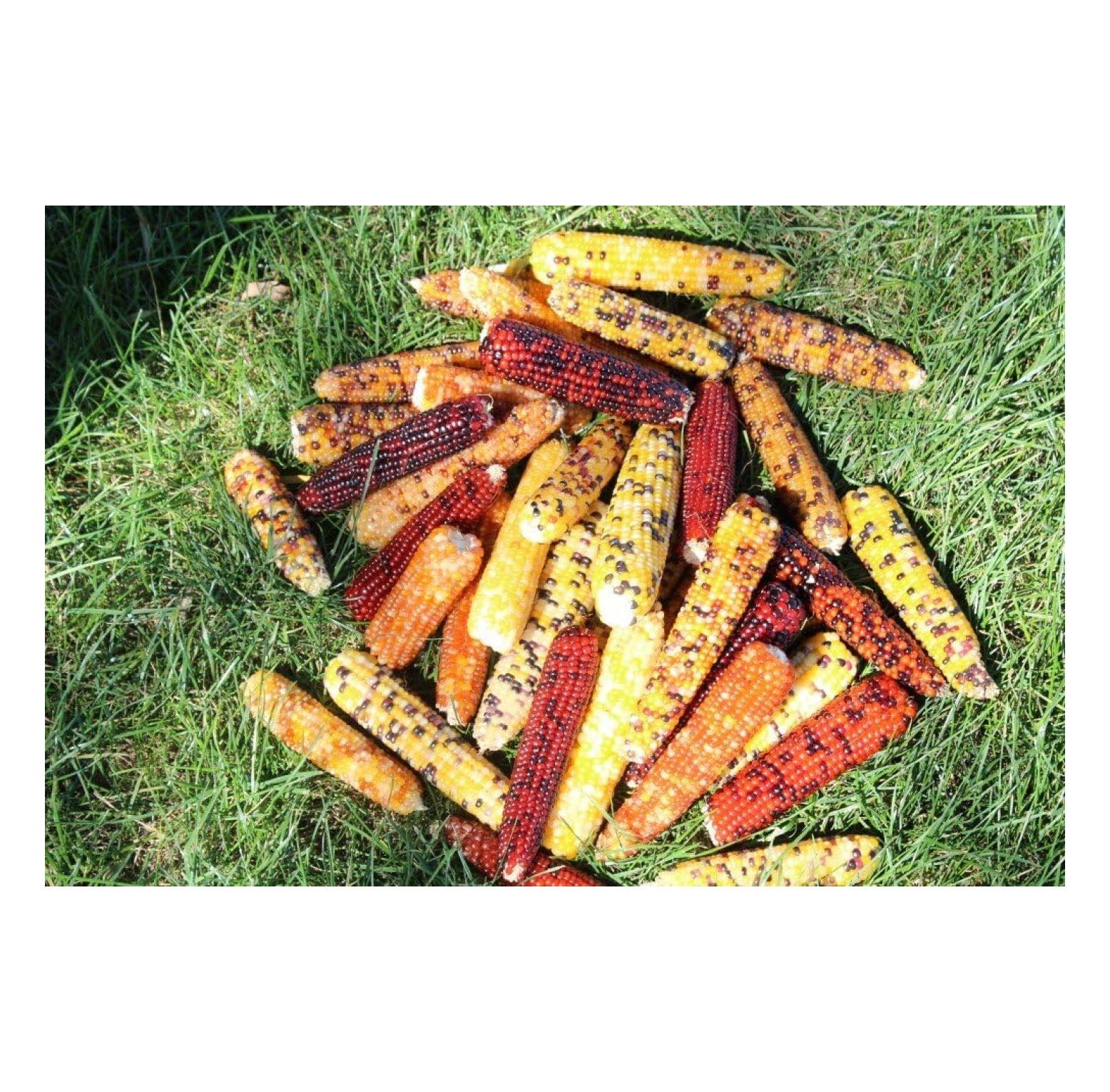 25 Mini Indian Corn (Full Ears) Without Husk-3 to 6 INCHES Long ...