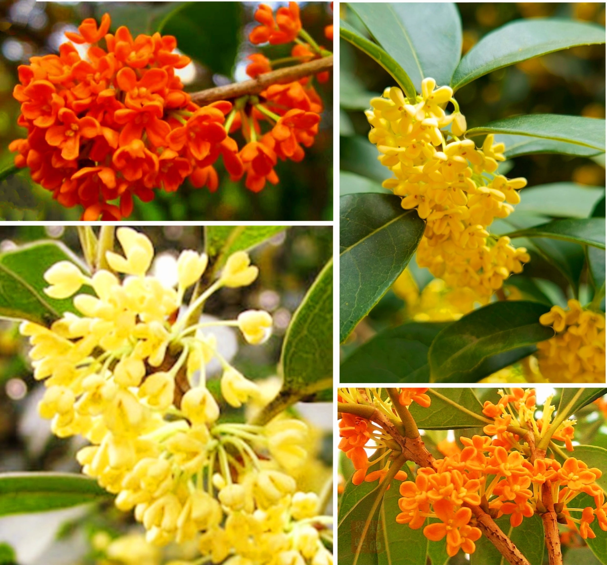 25 Mixed Osmanthus Flower Seeds Fragrans Yellow Orange Bonsai Sweet Olive -  Walmart.com