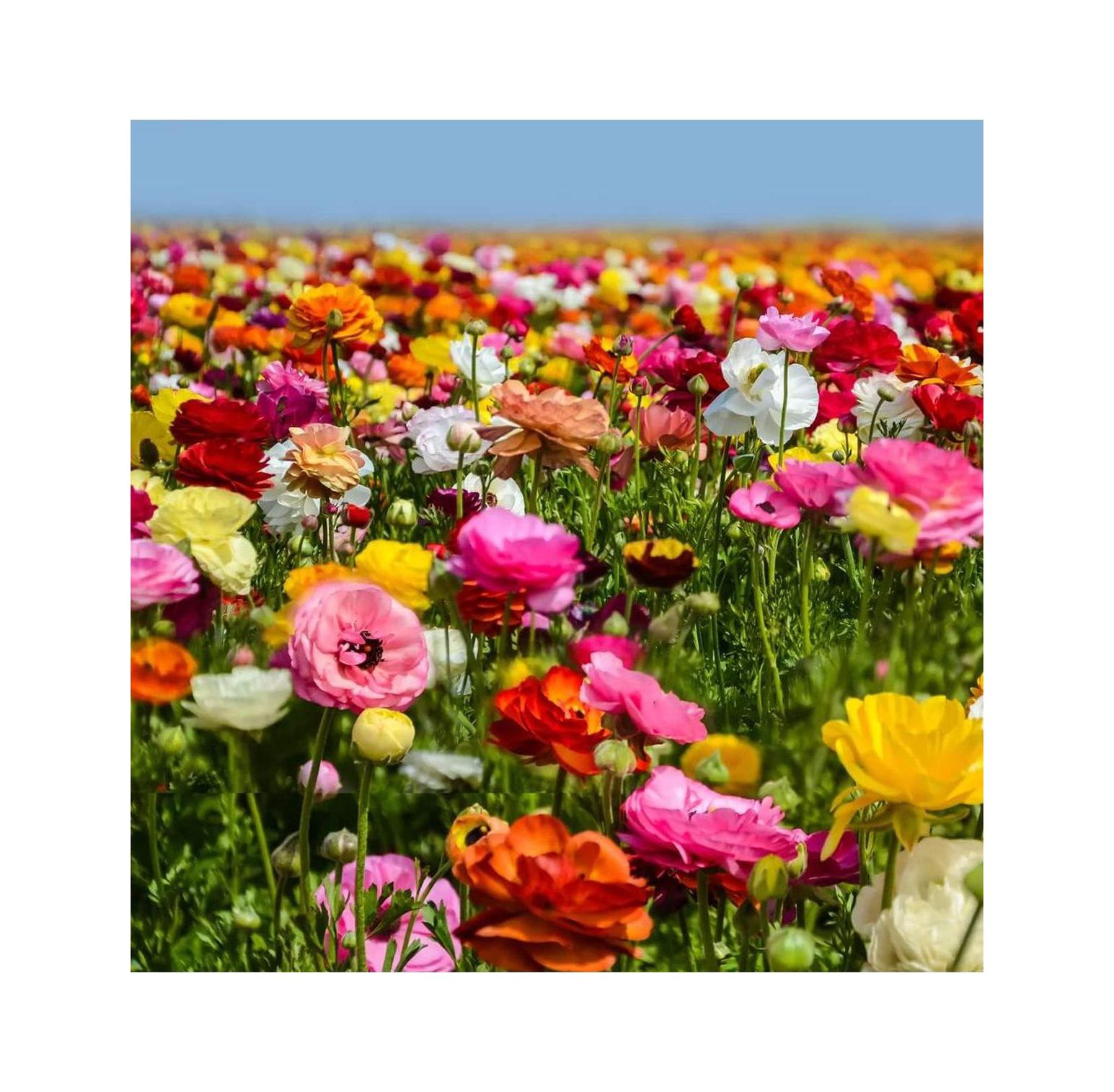 25 Mixed Ranunculus Bulbs for Planting Buttercup Color Mix Value Bag