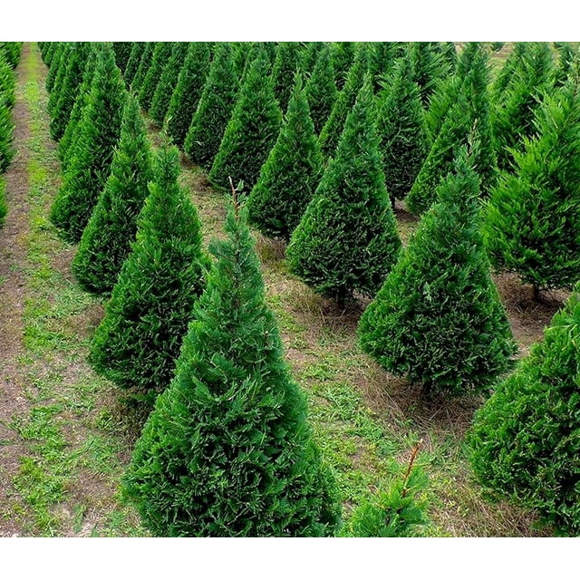 25-murray-cypress-trees-6-12-tall-in-2-5-pot-walmart