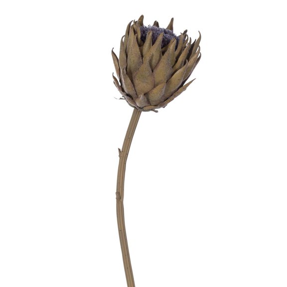 25" Mustard Protea Stem 2/Bag