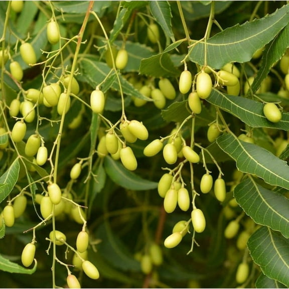 25 Neem Tree Seeds for Planting - Azadirachta Indica - Herb Evergreen Tree - Rare Seeds Outdoor Garden