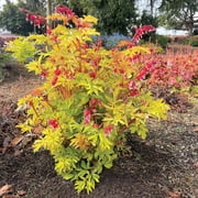 25 Ruby Gold Bleeding Heart Seeds   Shade Loving Perennial Flower   Cottage Woodland Garden Plant