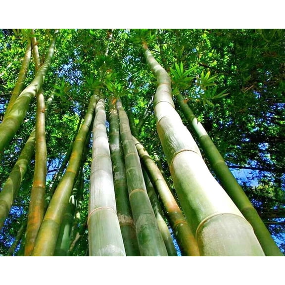 50 Oldhams Giant Bamboo Seeds Fast-Growing Privacy Plant for Shade & Exotic Garden Screens Ornamental Bamboo US Seller