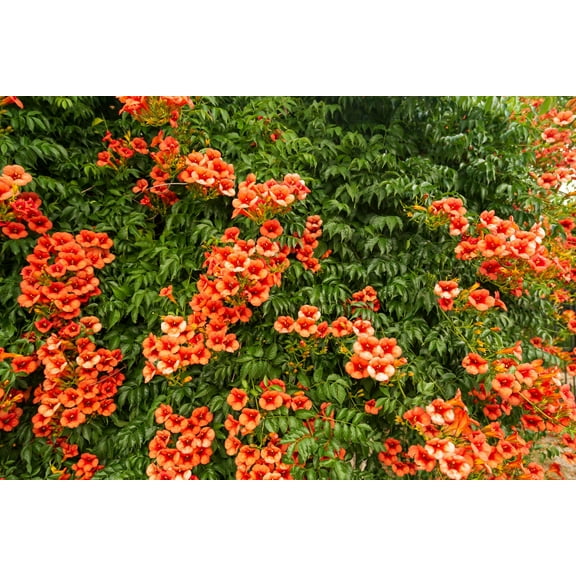 25 Orange HUMMINGBIRD TRUMPET CREEPER Campsis Radicans Vine Flower Seeds