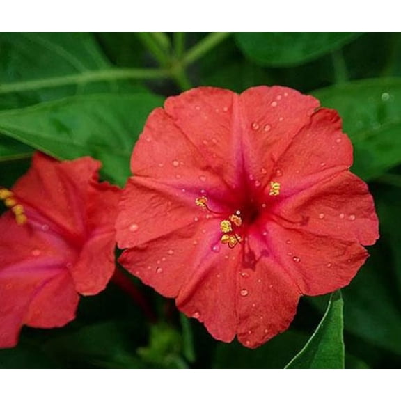 25 Orange Red Four O'Clock Flower Seeds  Evening Blooming Garden Flower  Fragrant Easy to Grow Perennial Style Plant