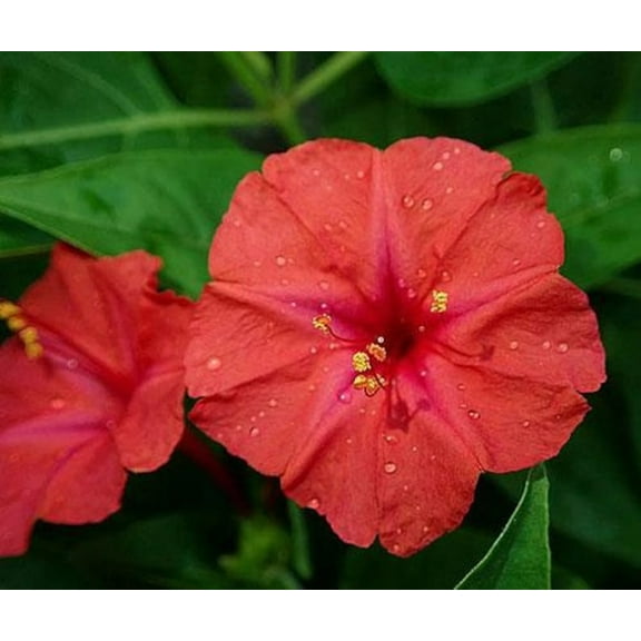 25 Orange Red Four O'clock Flowers Seeds 4 O'clock Seeds Flower Perennial 1040