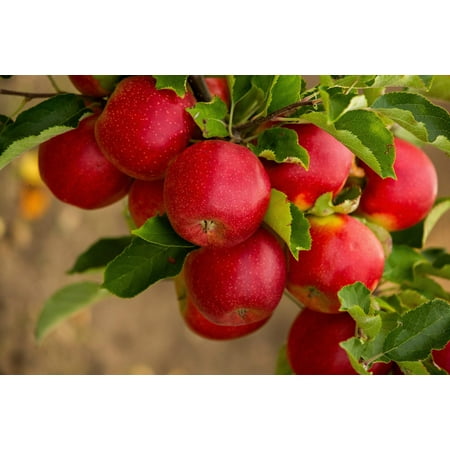 25 PARADISE APPLE Red Delicious Common Malus Pumila Domestica Fruit Tree Seeds