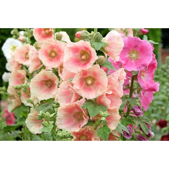 25 PEACH HOLLYHOCK Alcea Rosea Flower Seeds Perennial