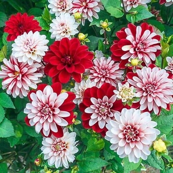25 Pacific Time Dahlia Perennial Flowers Seeds