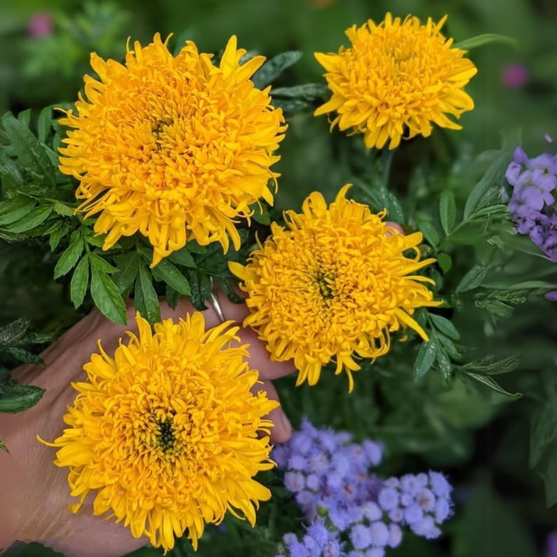 25 Pack Giant Yellow Marigold Seeds Edible Open-Pollinating Draft and ...