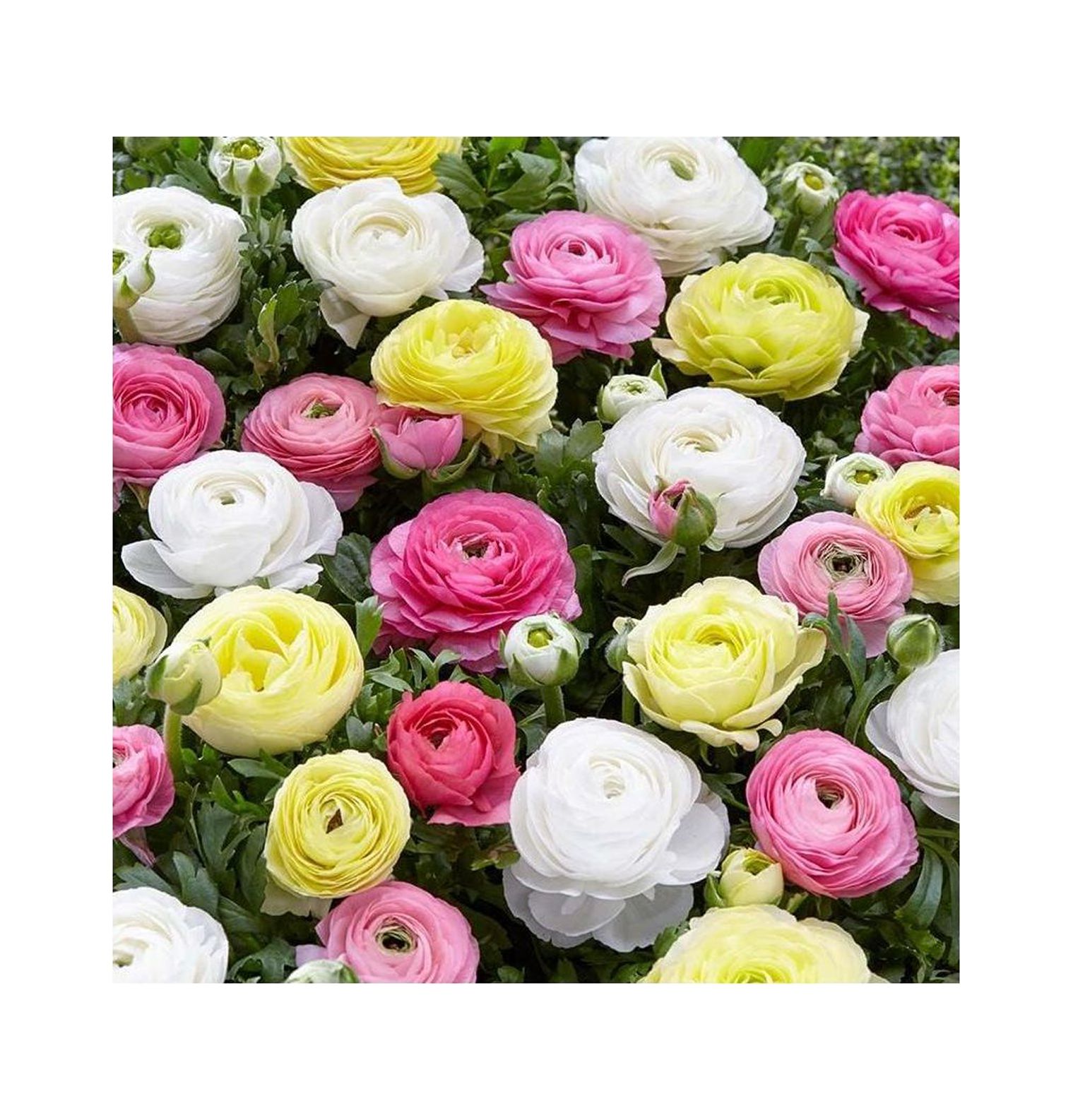 25 Pastel Mixed Ranunculus Bulbs Spring Planting Buttercup Color Mix