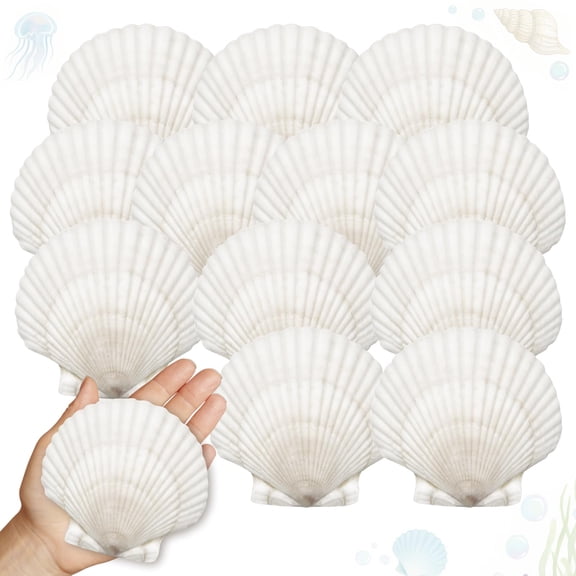 25 Pcs Large Scallop Shells for Crafts White 4-5 Inch Natural Ocean Shells
