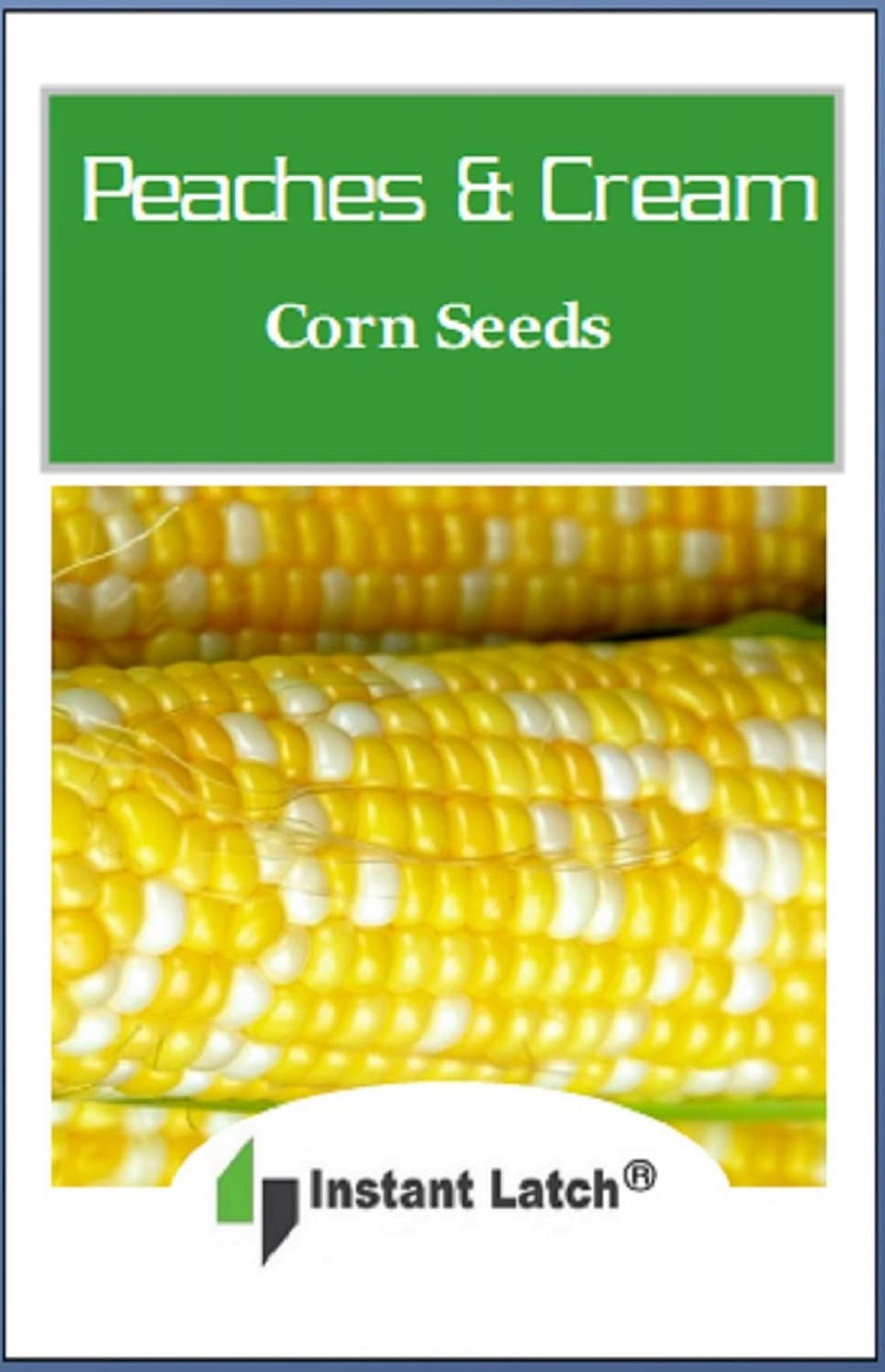 25 Peaches & Cream Corn Seeds Hybrid Instant Latch Garden Seeds C21