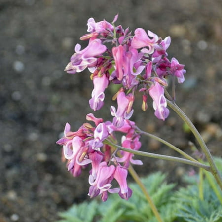 25 Pink Diamon Bleeding Heart Seeds
