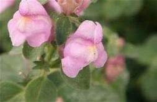 25 Pink Perennial Snapdragon Seeds - Antirrhinum Hispanicum, Full Sun, Perennial Flower, Steep Hill Garden - image 1 of 1