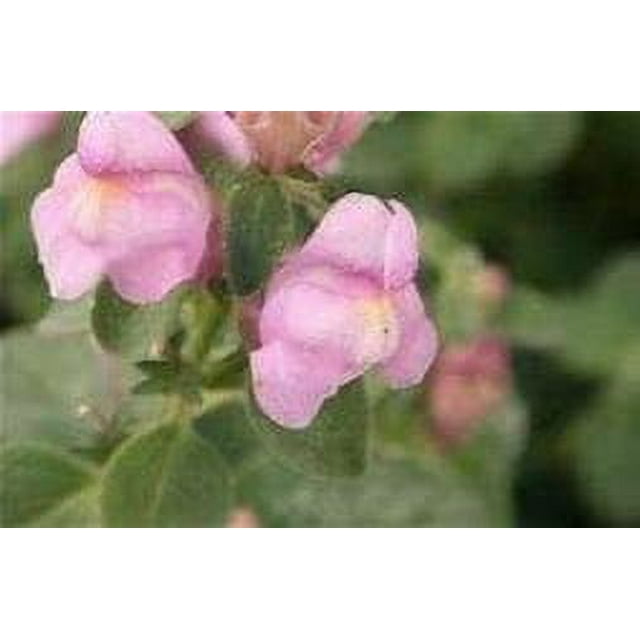 25 Pink Perennial Snapdragon Seeds - Antirrhinum Hispanicum, Full Sun, Perennial Flower, Steep Hill Garden