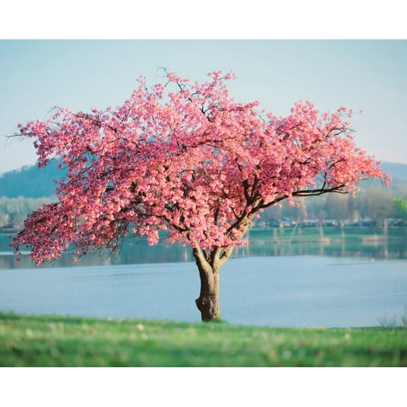 25 Pink Showers Tree Seeds, Cassia Bakeriana, Apple Blossom Rainbow Shower Tree