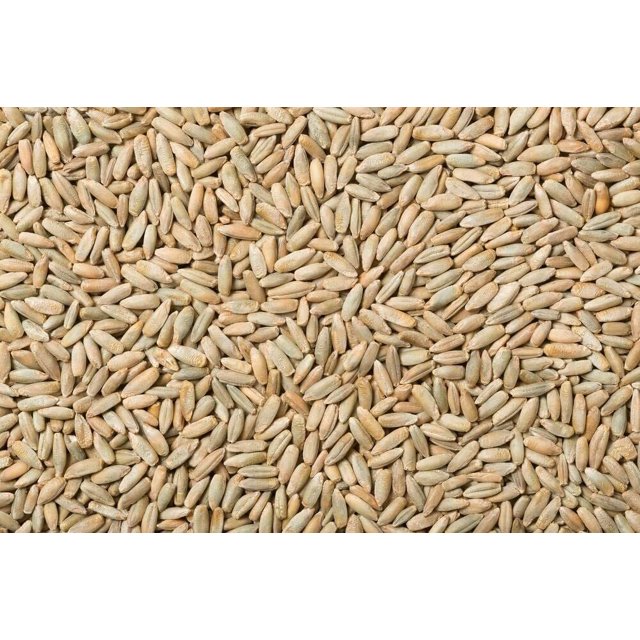 25 Pounds Rye Berries High in Fiber and Iron Made in USA
