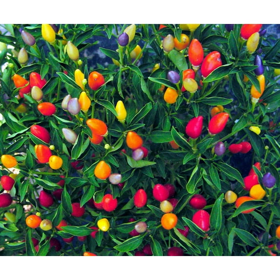 25 Prairie Fire Ornamental Pepper Seeds Spicy Seed Plant Perennial 60 US SELLER