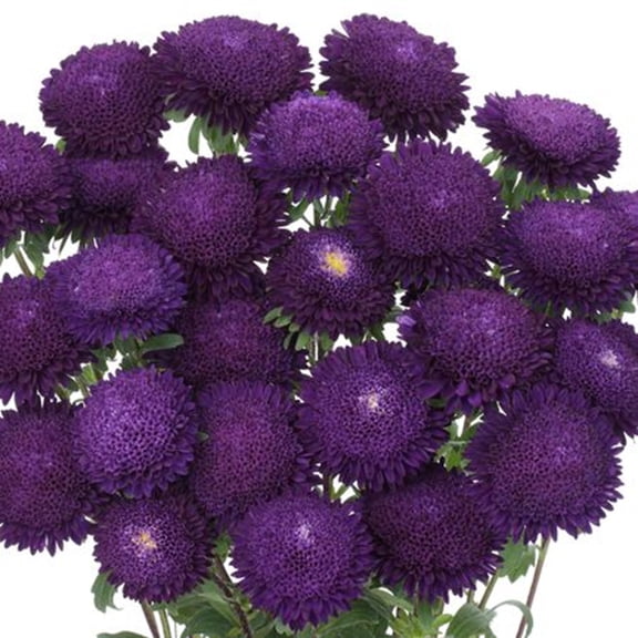 50 Blue Violet Aster Flower Seeds