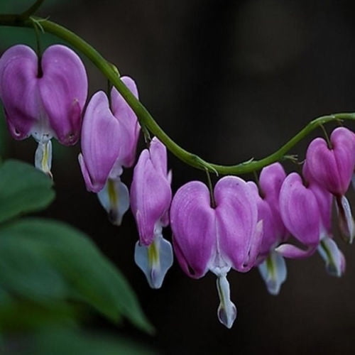 25 Purple Bleeding Heart Seeds Shade Loving Perennial Flower Cottage Woodland Garden Plant