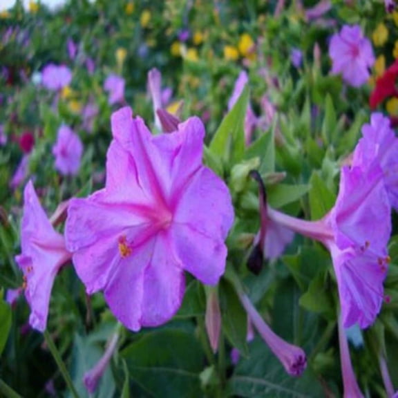25 Purple Jasmine Four O'Clock Flower Seeds  Fragrant Evening Blooming Perennial Garden Plant