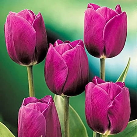 25 Purple Prince Tulip Bulbs - Tulipa Single Early