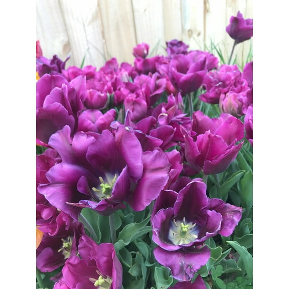 25 Purple Prince Tulip Bulbs - Tulipa Single Early