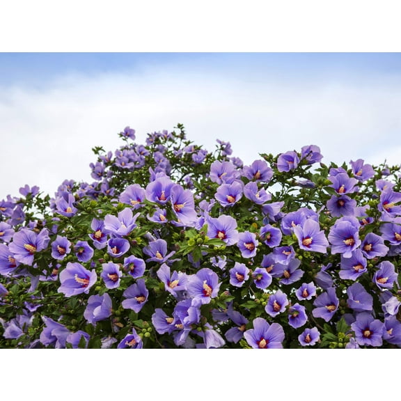 25 Purple ROSE Of SHARON HIBISCUS Syriacus Flower Tree Bush Seeds