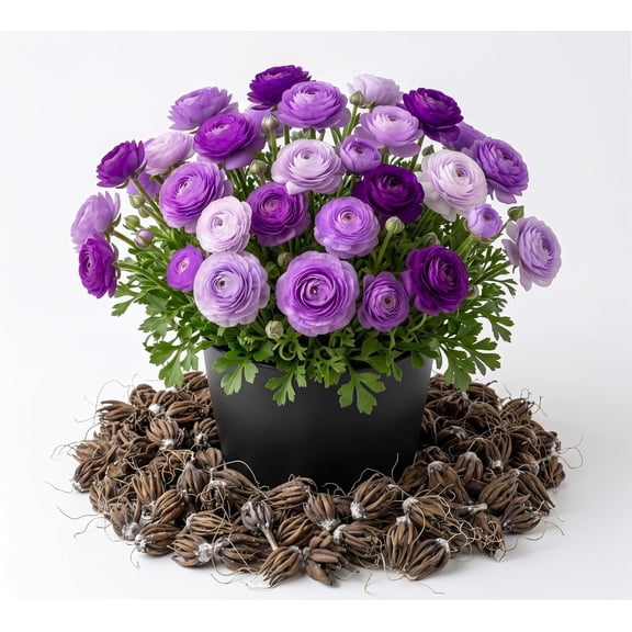 25 Purple Ranunculus Bulbs for Spring Planting, Summer Flowering Buttercup Corms Peony Ranunculus Flower Bulbs