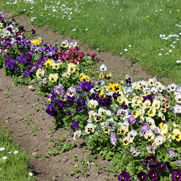 25 Purple Violet Pansy Viola Seeds - Cold and Draft Resistant - Open and Self-Pollinating - Ideal for Late Summer or Spring Planting