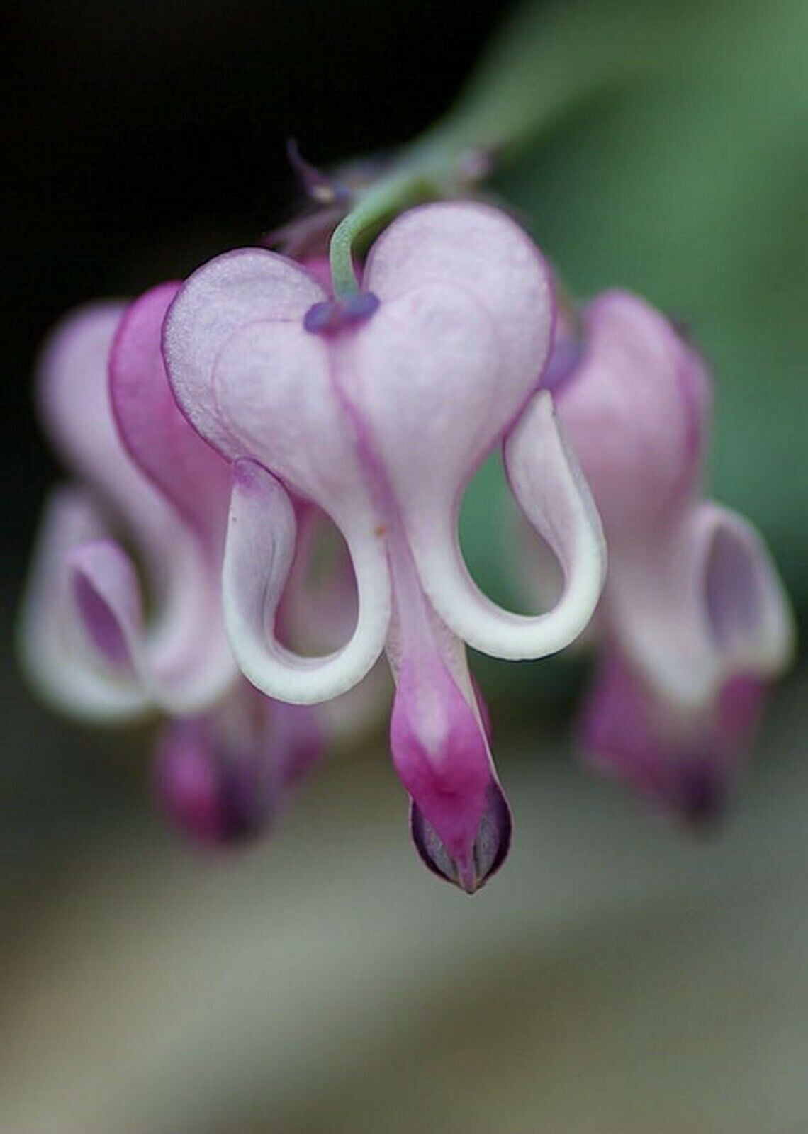 25 Purple White Bleeding Heart Seeds Flowers Seed Perennial Flower 308 US  SELLER - Walmart.com