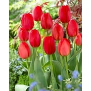 25 Quality Tulip Bulbs - Parade Bright Red - Imported from Holland