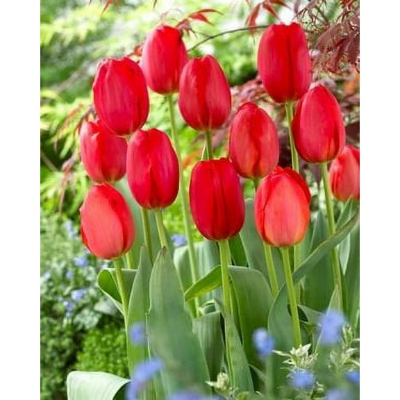 25 Quality Tulip Bulbs - Parade (Bright Red) - Imported from Holland