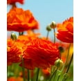 thumbnail image 1 of 25 RANUNCULUS ORANGE SHADES BULBS, 1 of 4