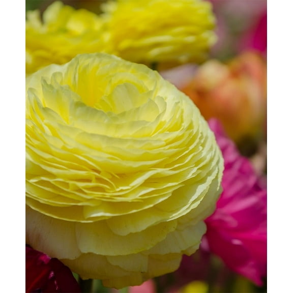 25 RANUNCULUS YELLOW SHADES BULBS