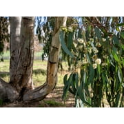 25 RED FOREST GUM Tree Eucalyptus Tereticornis Blue Grey Mountain Flower Seeds